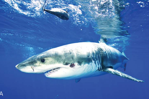 这可能是海洋里最喜欢种草莓的鱼