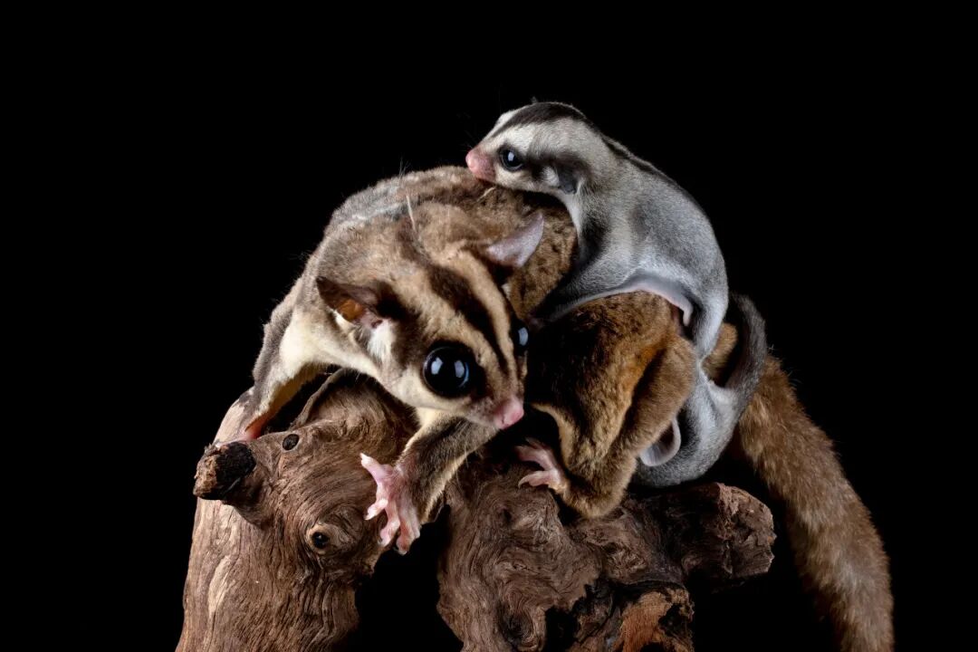 来，3秒说出没有翅膀却会飞它一段的动物