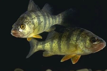 现在，你可以帮鱼按门铃了