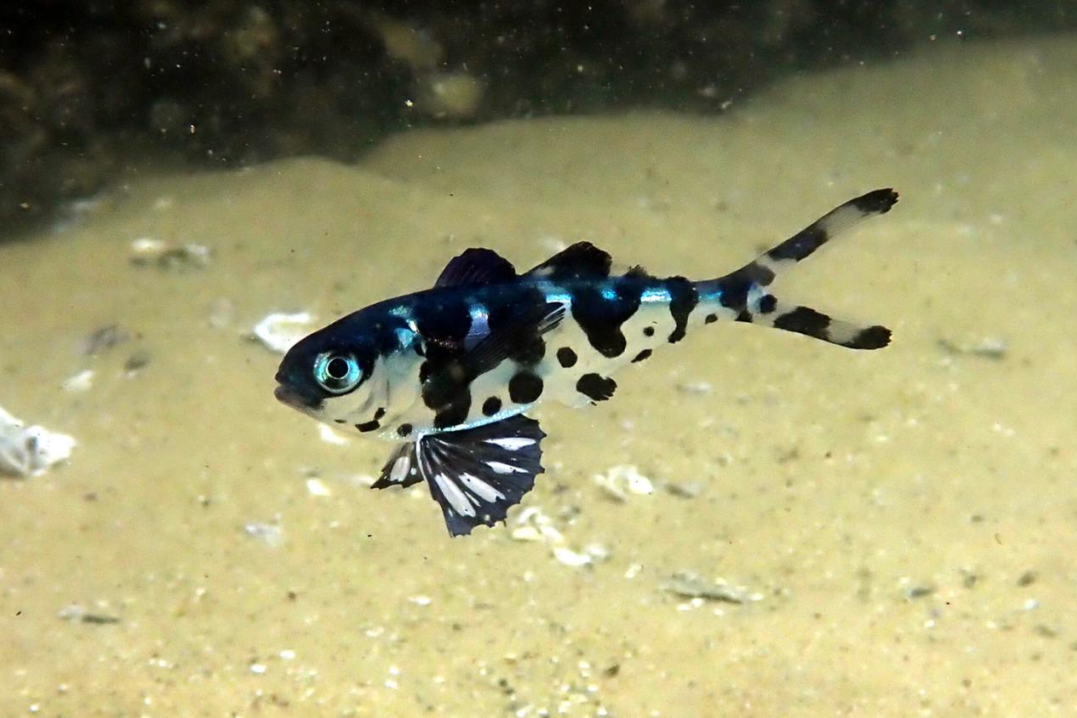 吃剧毒的僧帽水母还长着翅膀的小鱼是啥？