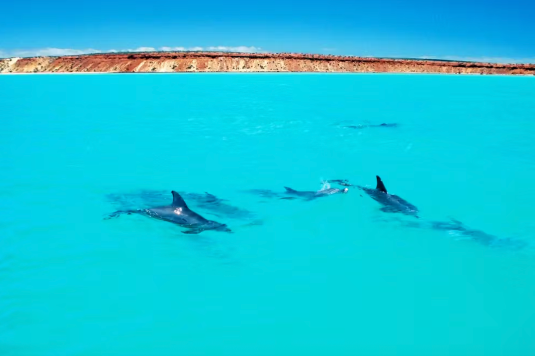 明明年纪相同，凭什么有“社交牛逼症”的海豚更“年轻”？