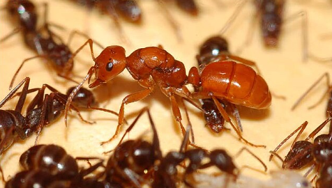 只有蚁后的女儿国，巢穴是抢来的，育儿工作是外包的