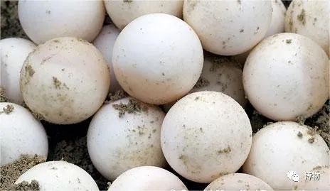 长得对称的蛋别乱捡，孵出来吓你一跳！