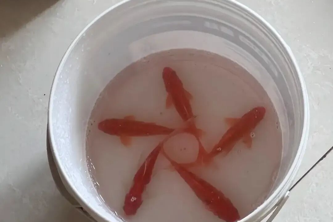 水桶里的活鱼摆出星型阵，不是懂礼貌而是快憋死了