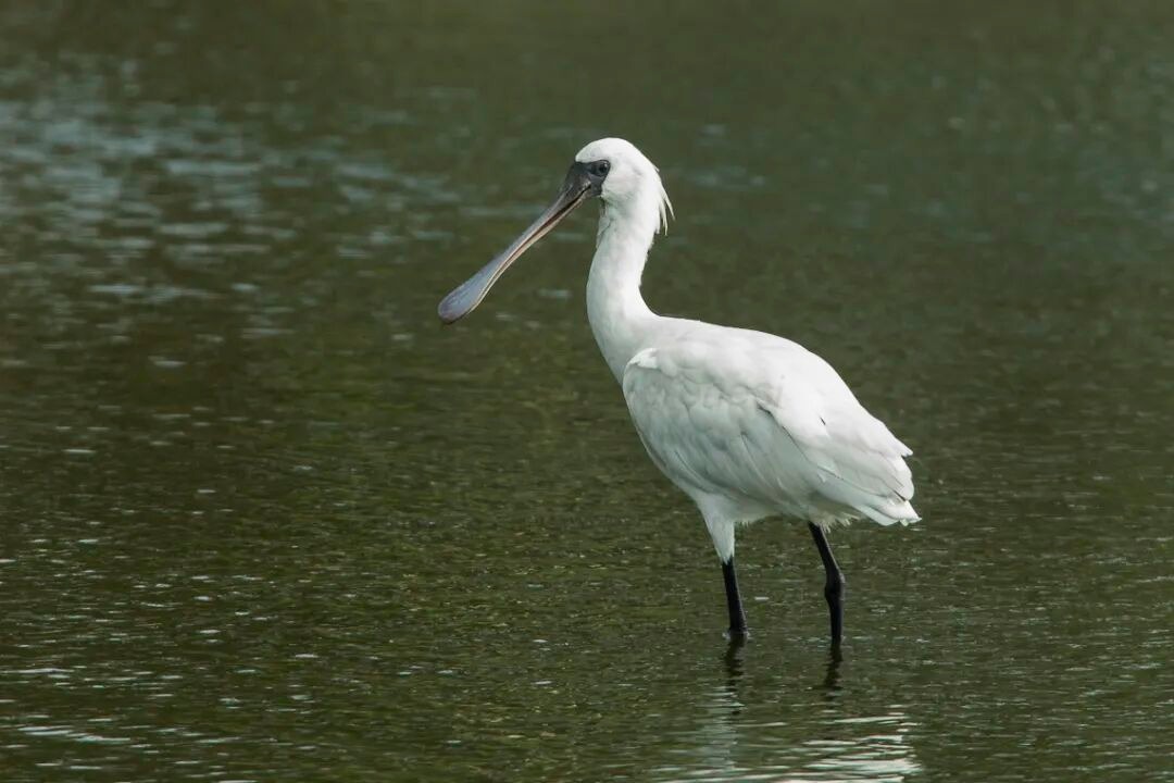 黑脸琵鹭从极度濒危恢复到7746只，我参加全球“鹭口普查”时却怎么一只也没见到？