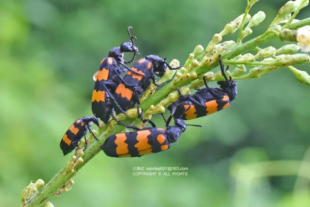 放出烫到冒烟的屁，这种小甲虫怎么做到的？