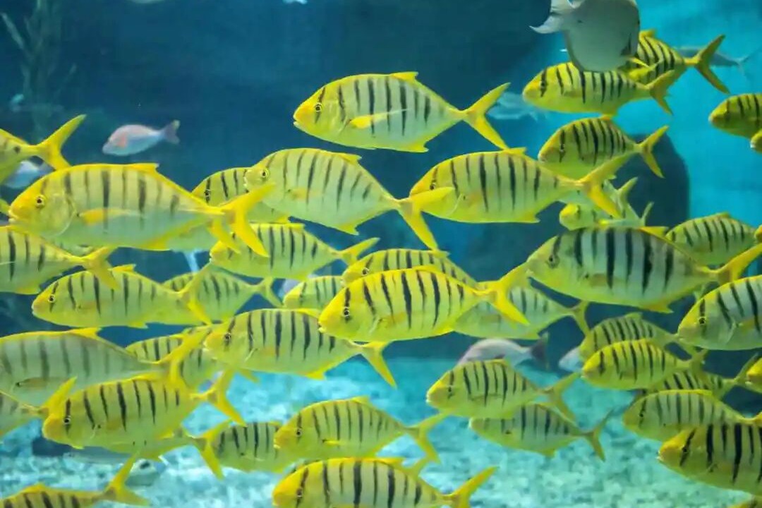 水族馆常见海水观赏鱼“门派”图鉴