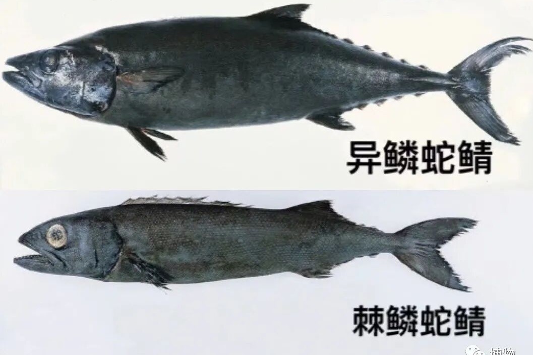 听说吃油鱼会屁股流油，我亲自体验了！