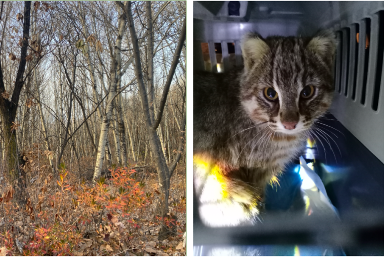 五千多年前陪伴我们祖先的猫，如今行走在距离天安门不到18公里的山梁
