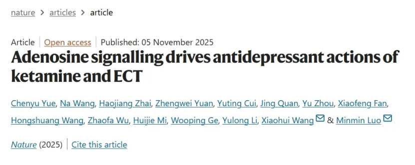 告别副作用？腺苷机制为抗抑郁治疗开辟新路径