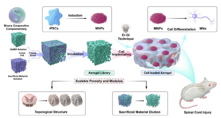我国科学家研制出“细胞家园”，脊髓损伤治疗现曙光