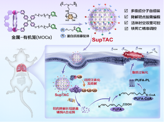 突破时空限制！新型分子工具可实现蛋白质定时定点清除