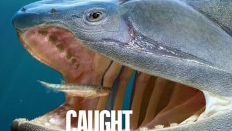 4.36 亿年前古鱼现身，找到 “从鱼到人” 的老祖宗