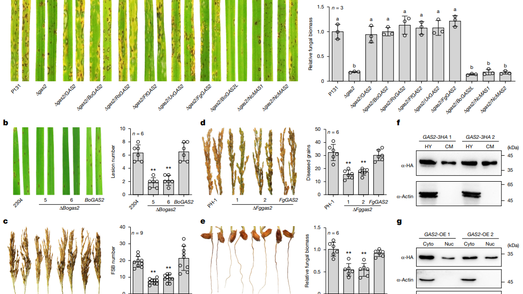敲除“内鬼”基因，让水稻练就抗多种病害的“硬身板”