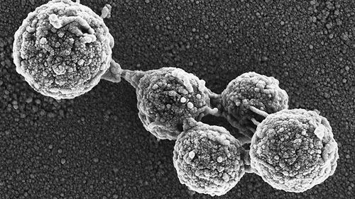 基因组移植实现突破：“僵尸细胞”成功死而复生