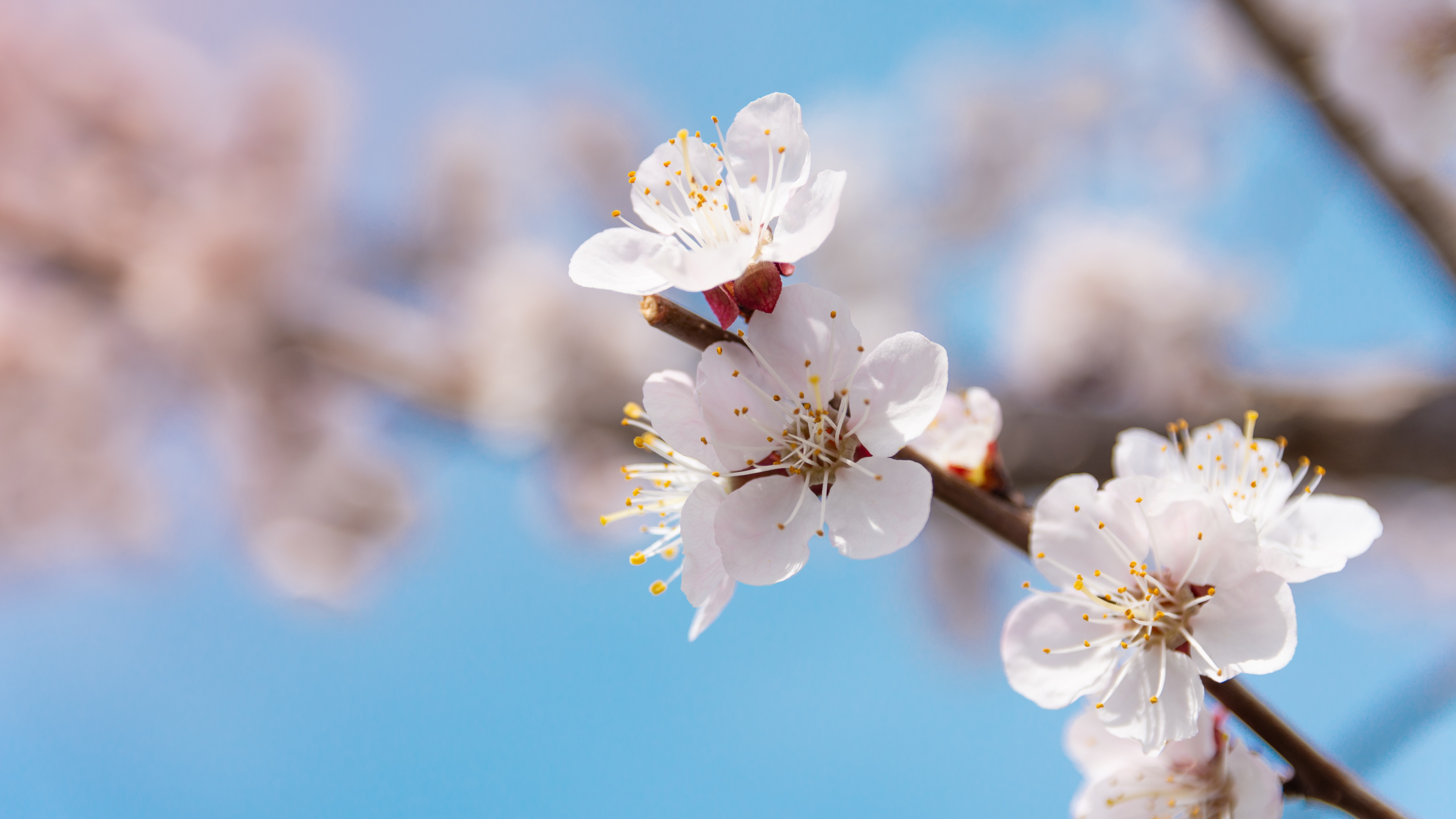 从春晚花神到养生良方，杏花不简单