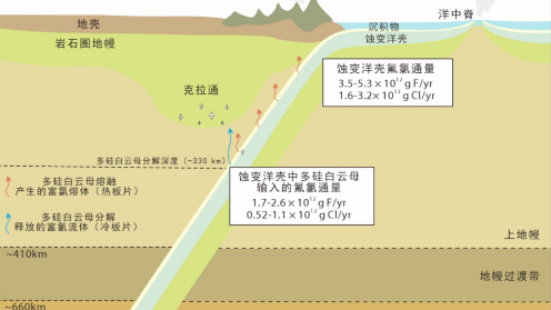 多硅白云母：地球深部卤素的隐秘“搬运工”
