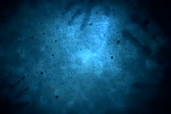 嘘