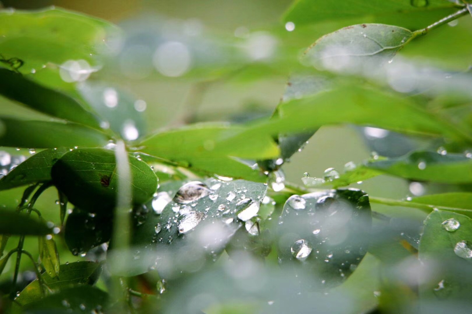 北方的雨季也有满眼的绿