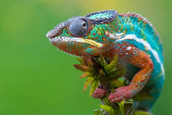 Astounding new material changes color and patterns like a chameleon