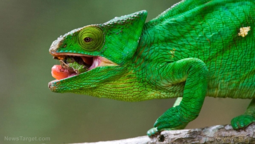 Chameleon-Lizard-Reptile