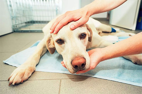 Vets Reveal What Pets Do Right Before Death, And It’s A Must-Read For Every Pet Owner