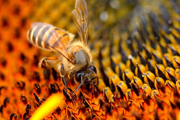 Someone Wrote A Funny Guide About Bees And Wasps And You Might Learn Something New