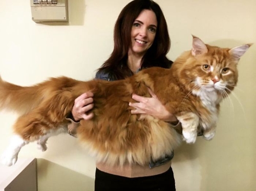 cat