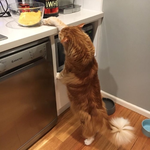 Recently Guinness Records contacted her saying he might be the longest feline in the world