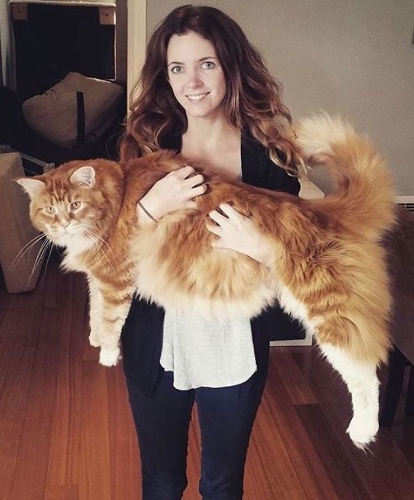 “We thought he might be (the longest cat in the world) but we hadn’t done anything about it…”