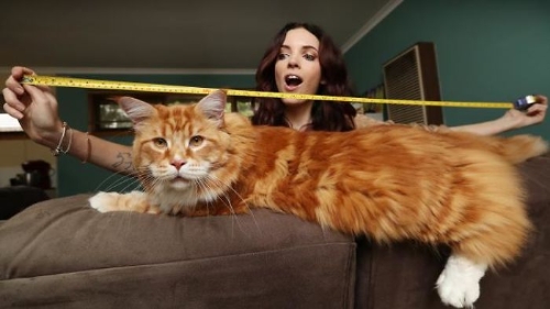 “(Omar) was tiny when we got him but then he just started growing and was at 22 lbs one year old”