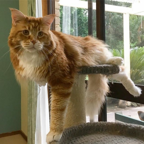 “He sleeps on the couch… because he takes up too much room on the bed”