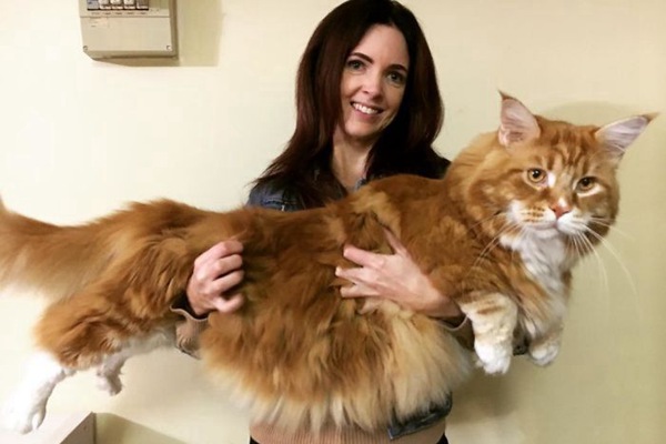 Couple Surprised After They Buy A Tiny Kitty, And It Grows To Be The World’s Longest Cat