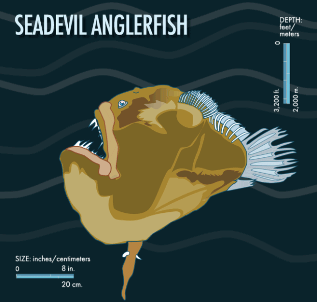seadevil