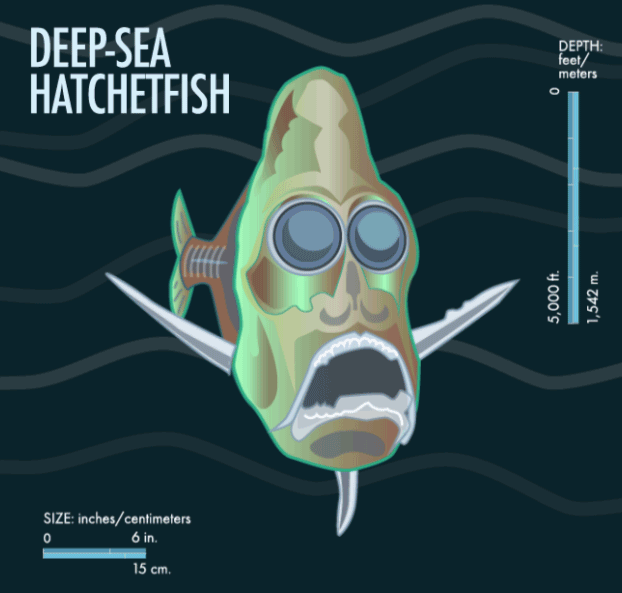 hatchetfish