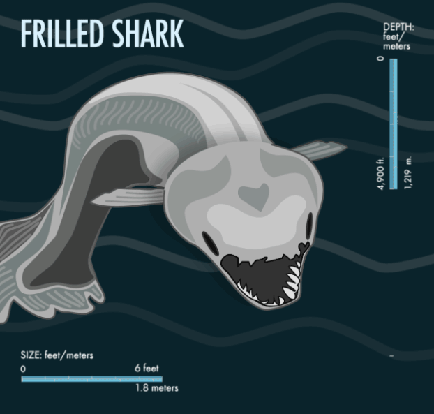 frilledshark