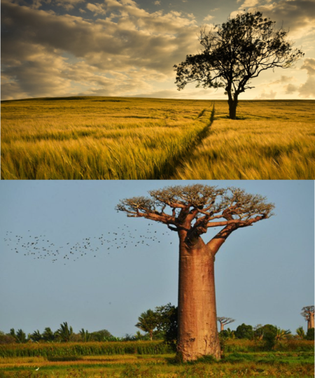 非洲草原及猴面包树