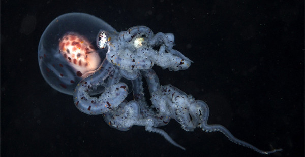 海洋生物惊艳之美，瑰丽奇特恍如天外来客