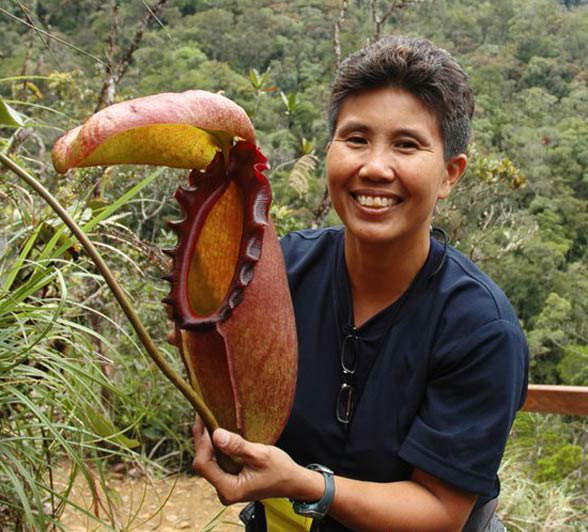 马来王猪笼草巨大的捕虫笼