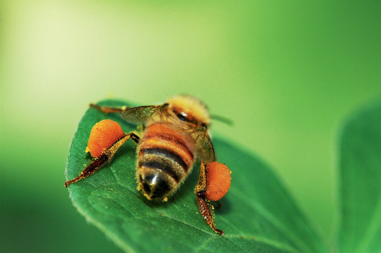 蜜蜂種類介紹 認識常見的蜜蜂品種