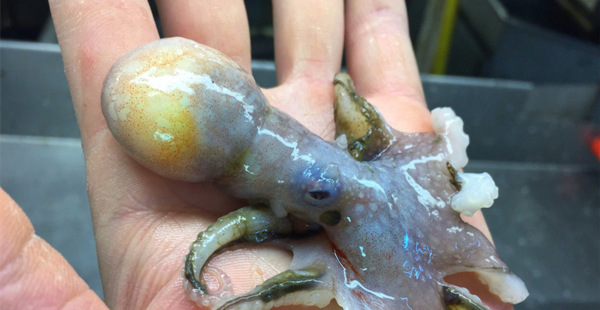 海里那些让人做噩梦的奇怪生物