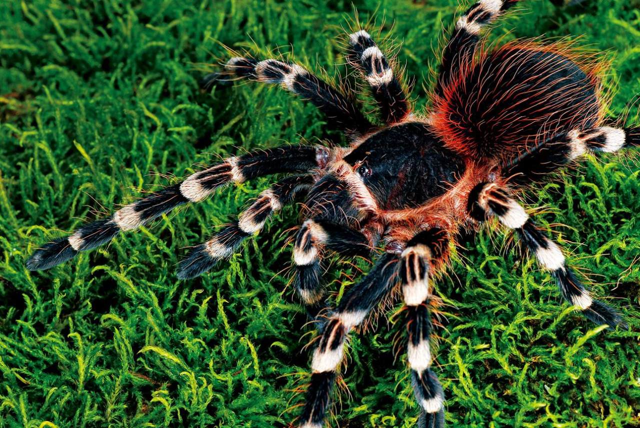 最美丽的宠物蜘蛛捕鸟蛛都有哪些？ - 知乎