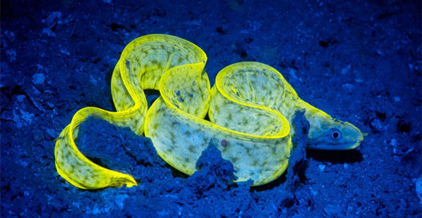 发光生物“艳照” ，瑰丽奇幻美得不可思议