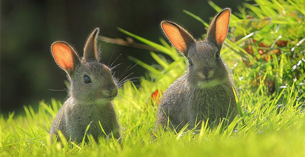 萌物大集合！BBC票选最佳摄影图片