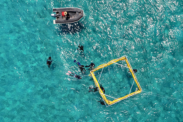 This undersea robot just delivered 100,000 baby corals to the Great Barrier Reef