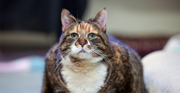 胖的不忍直视的动物们