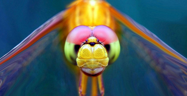 昆虫被忽视的美