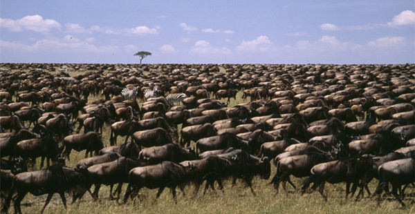 动物界的“春运”大片