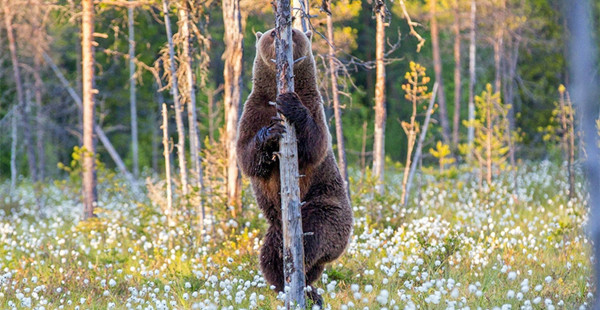 被发现啦！围观动物们花式躲猫猫