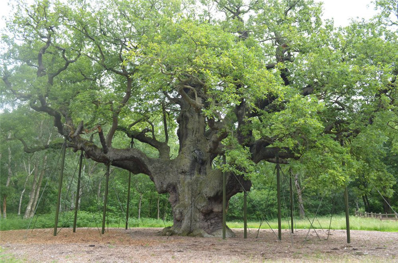 photo%2F0009%2F2019-02-02%2FE71OLJU50AI20009NOS